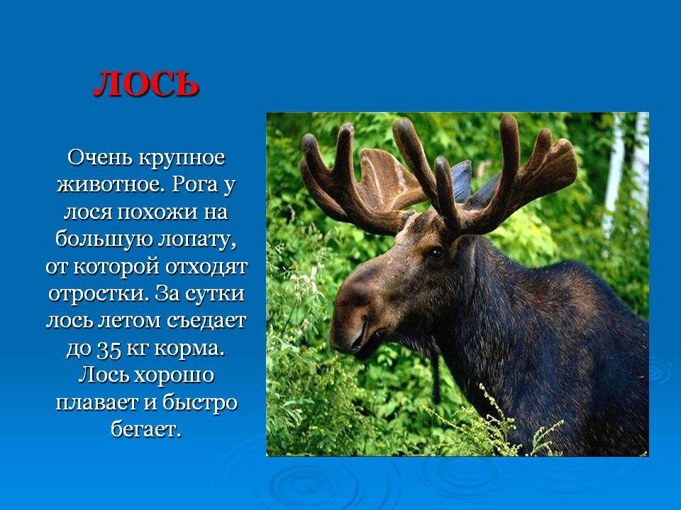 Слайд6.JPG