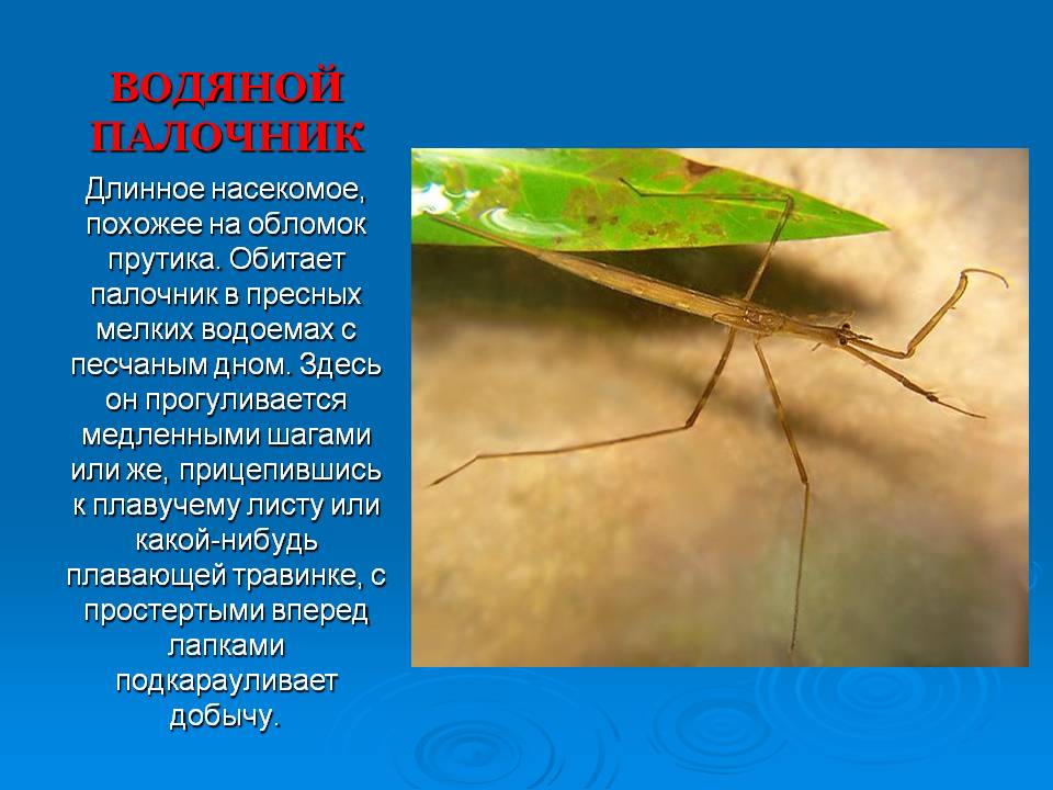 Слайд9.JPG