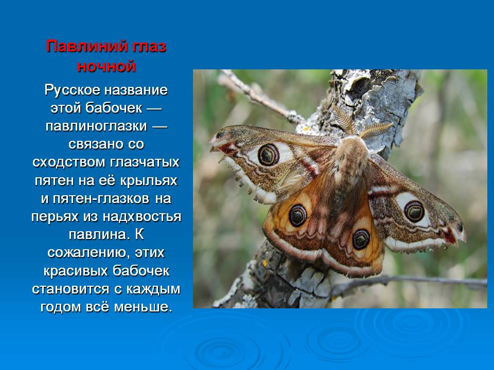Слайд11.JPG