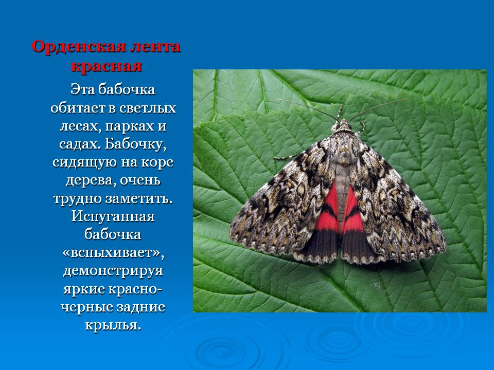 Слайд12.JPG