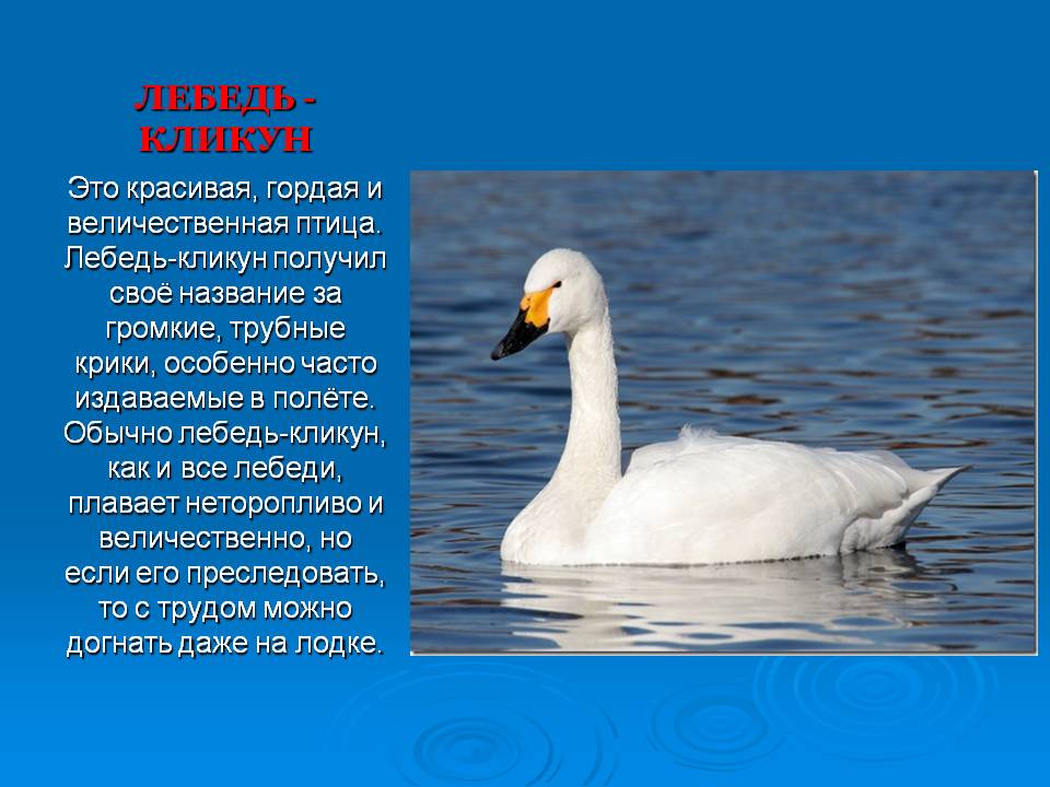 Слайд13.JPG