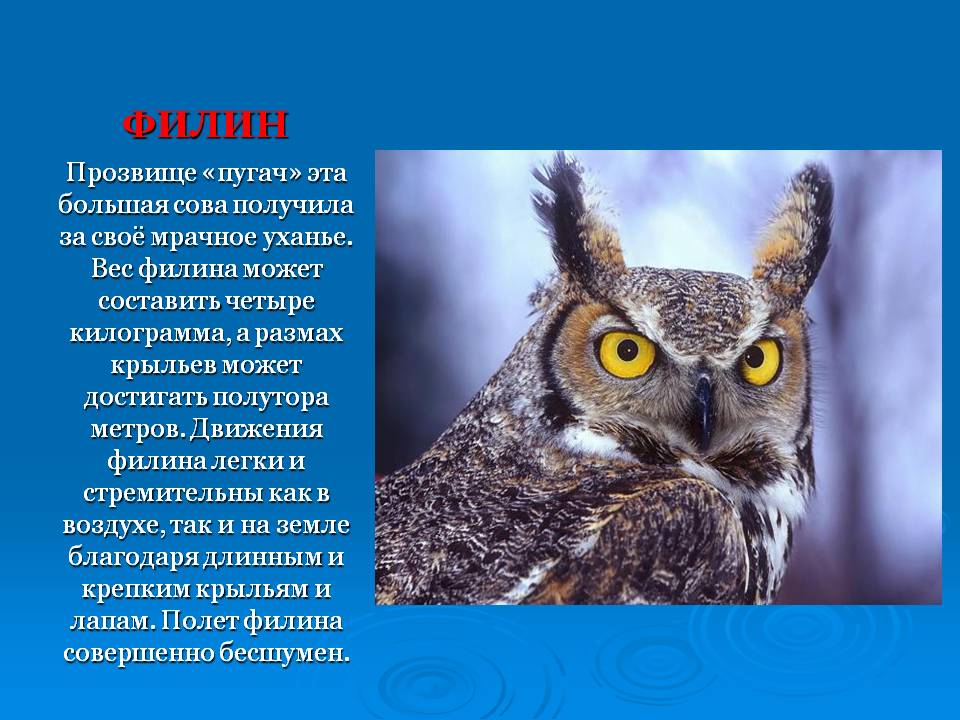 Слайд14.JPG