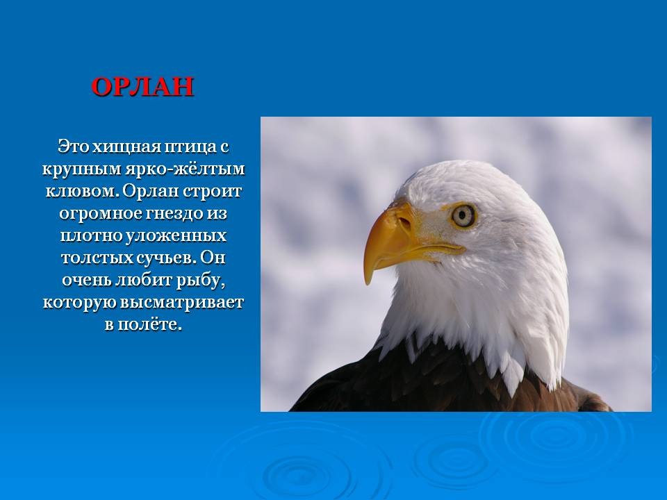 Слайд16.JPG