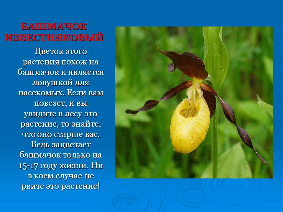 Слайд19.JPG