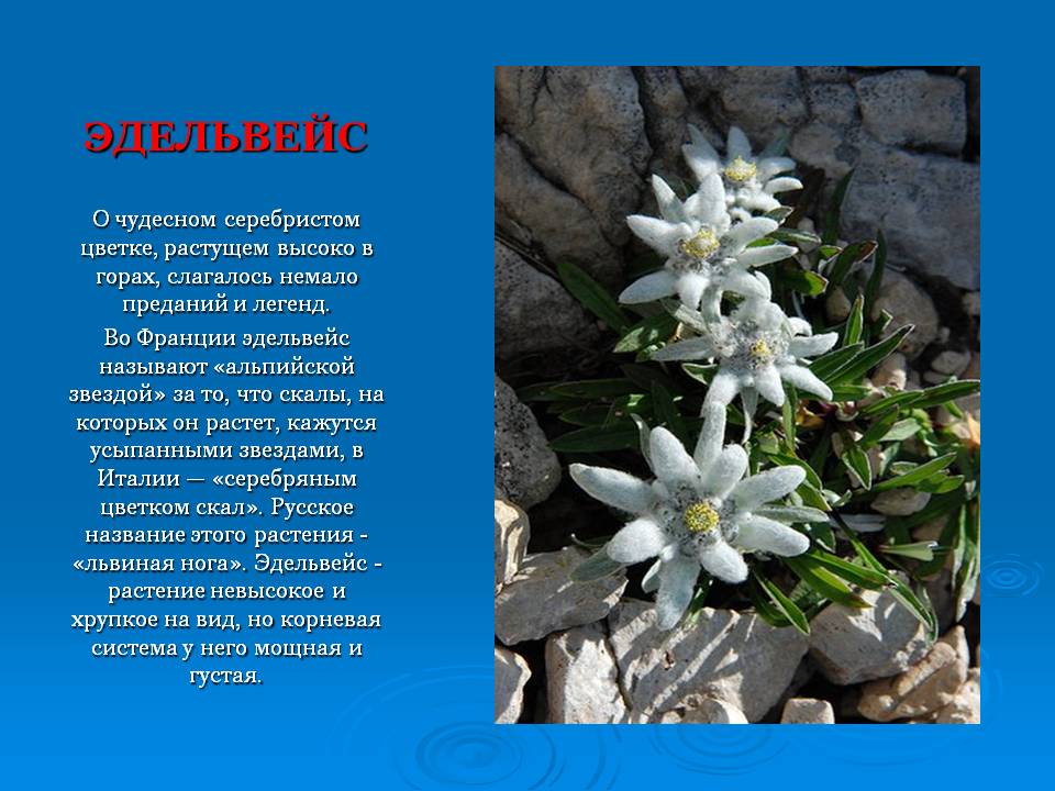 Слайд21.JPG